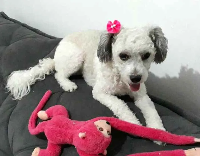 Cachorro raça Poodle mestiça  idade 3 anos nome Cristal 
