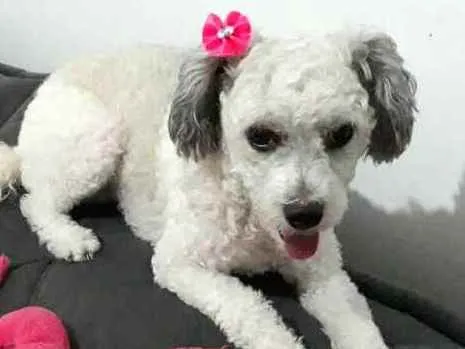 Cachorro raça Poodle mestiça  idade 3 anos nome Cristal 