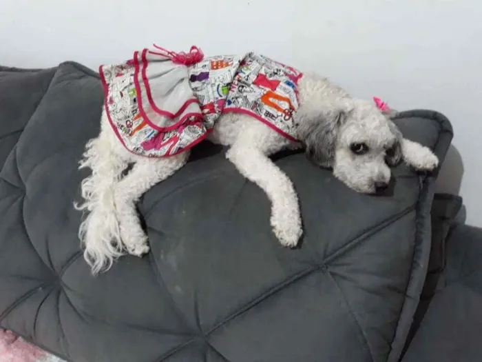 Cachorro raça Poodle mestiça  idade 3 anos nome Cristal 