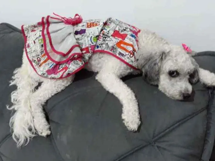 Cachorro raça Poodle mestiça  idade 3 anos nome Cristal 