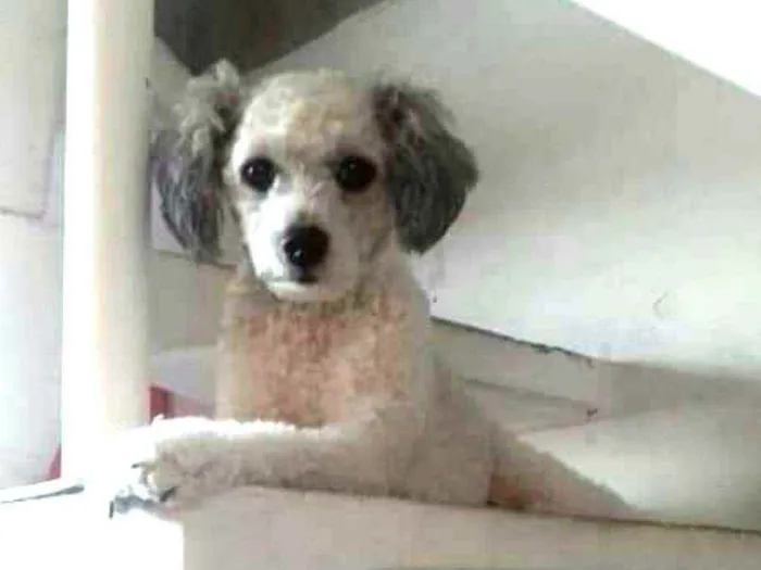 Cachorro raça Poodle mestiça  idade 3 anos nome Cristal 