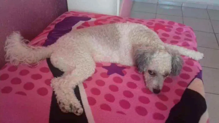 Cachorro raça Poodle mestiça  idade 3 anos nome Cristal 