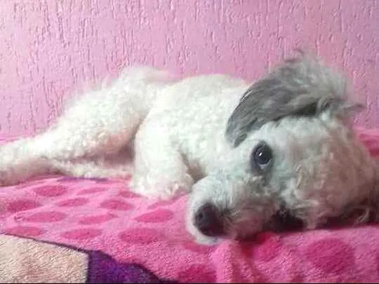 Cachorro raça Poodle mestiça  idade 3 anos nome Cristal 