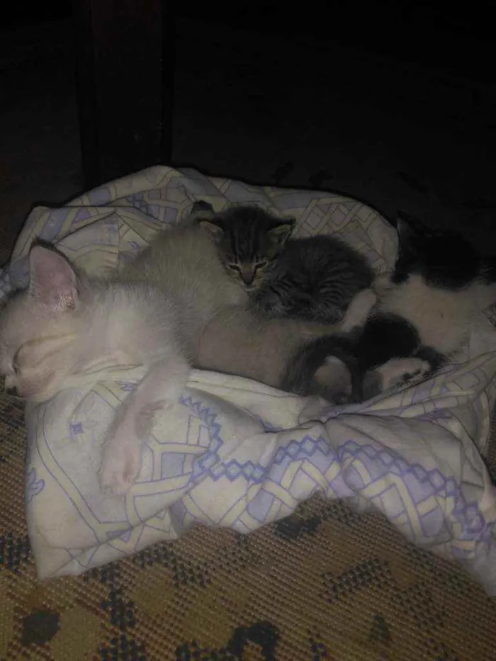 Gato ra a Não sei idade Abaixo de 2 meses nome Mini