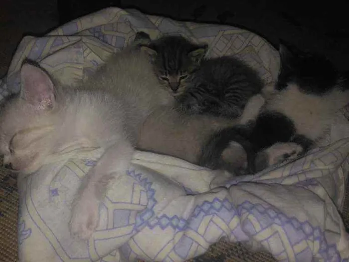 Gato ra a Não sei idade Abaixo de 2 meses nome Mini
