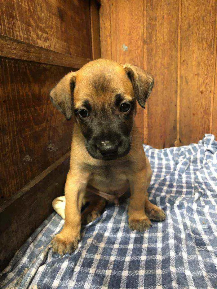 Cachorro raça  idade Abaixo de 2 meses nome Park 