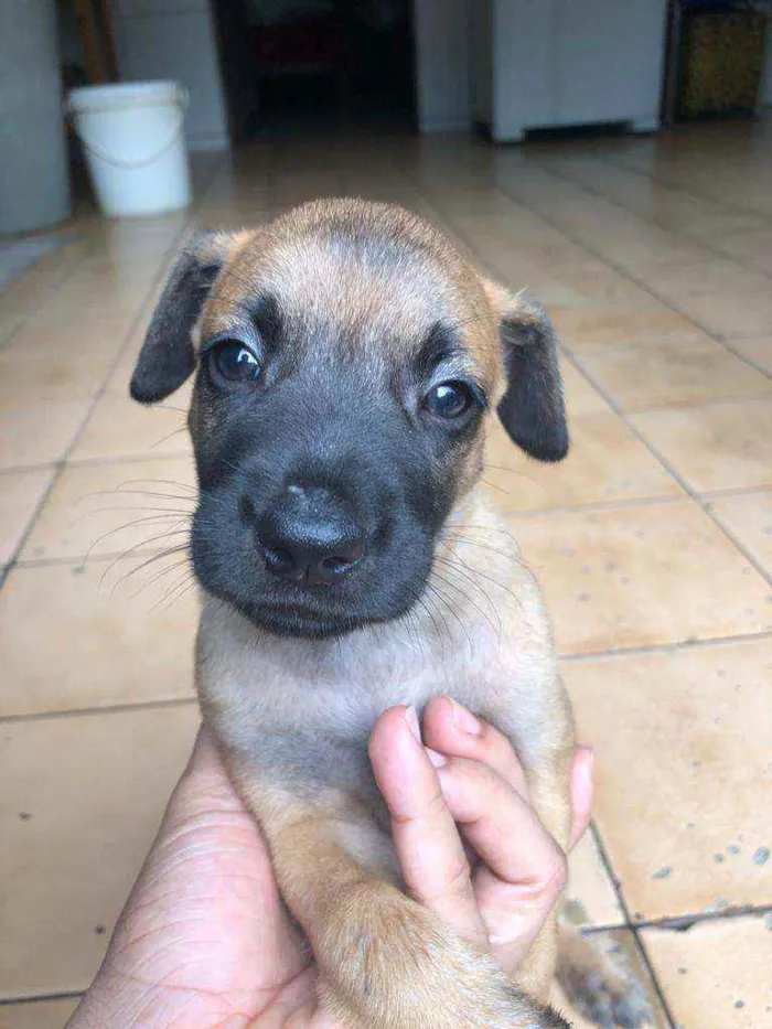 Cachorro raça  idade Abaixo de 2 meses nome Park 
