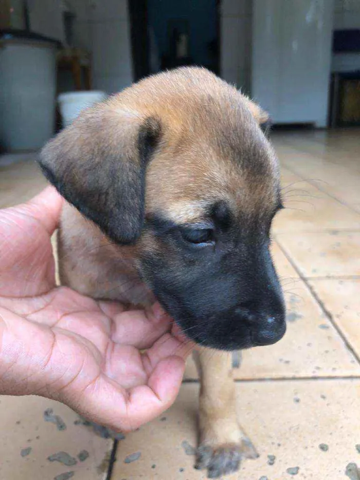 Cachorro raça  idade Abaixo de 2 meses nome Park 