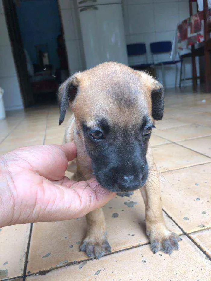 Cachorro raça  idade Abaixo de 2 meses nome Park 