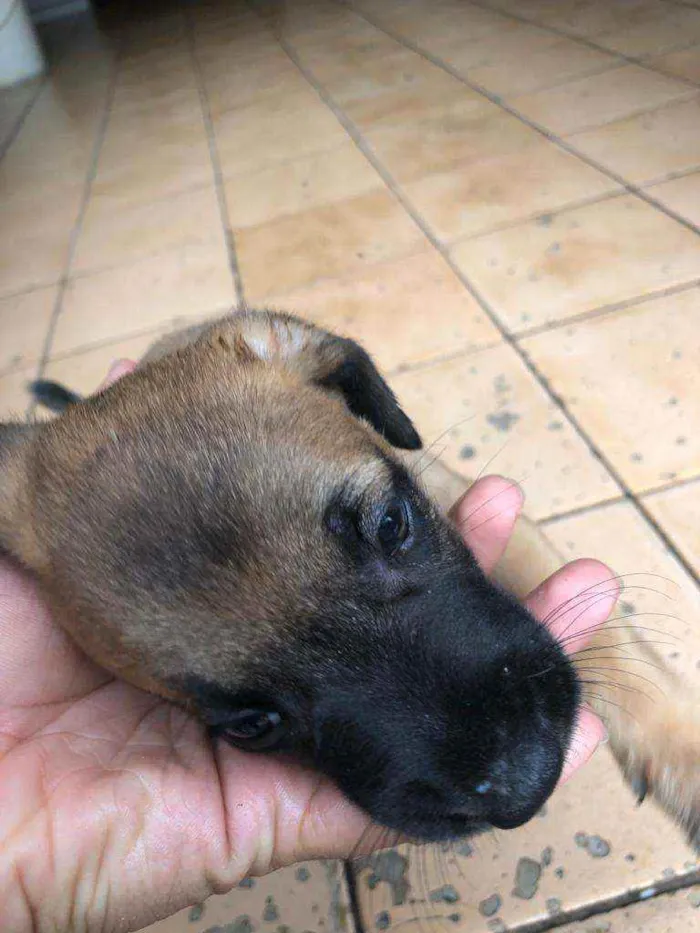 Cachorro raça  idade Abaixo de 2 meses nome Park 