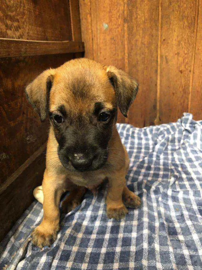 Cachorro raça  idade Abaixo de 2 meses nome Park 