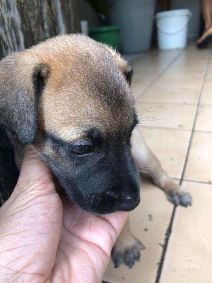 Cachorro raça  idade Abaixo de 2 meses nome Park 