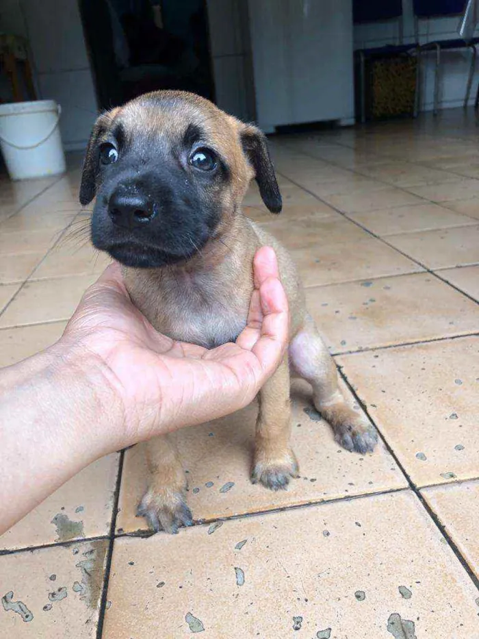 Cachorro raça  idade Abaixo de 2 meses nome Park 