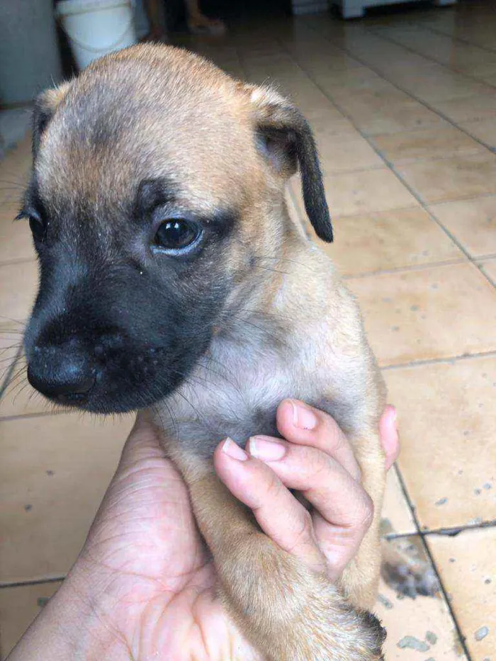Cachorro raça  idade Abaixo de 2 meses nome Park 