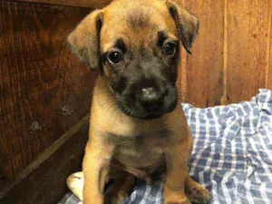 Cachorro raça  idade Abaixo de 2 meses nome Park 