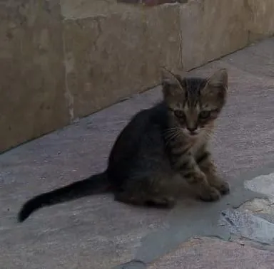 Gato ra a SRD idade 2 a 6 meses nome Bernardo e Bianca