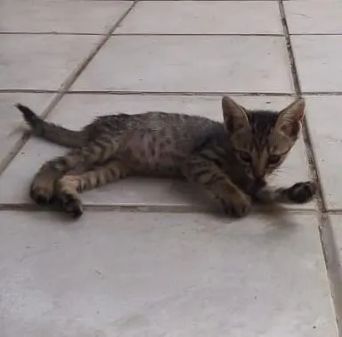 Gato ra a SRD idade 2 a 6 meses nome Bernardo e Bianca