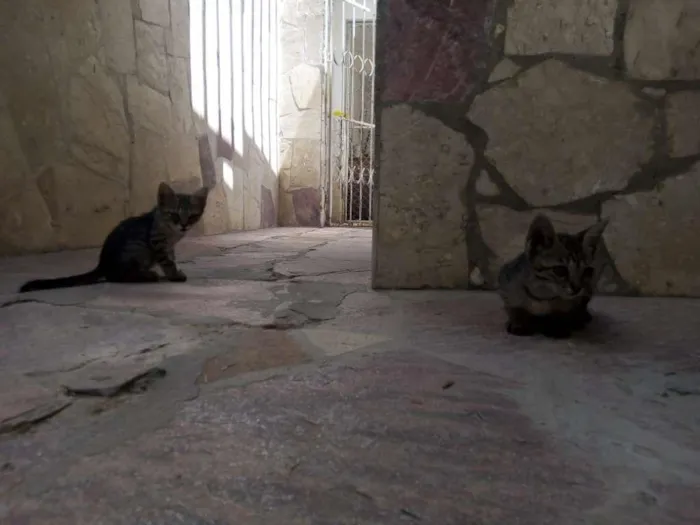 Gato ra a SRD idade 2 a 6 meses nome Bernardo e Bianca