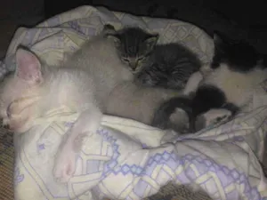 Gato raça Não sei idade Abaixo de 2 meses nome Mini