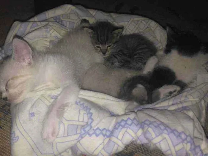 Gato ra a Não sei idade Abaixo de 2 meses nome Mini