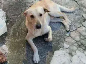 Cachorro raça Srd idade 2 anos nome João