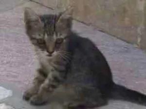 Gato raça SRD idade 2 a 6 meses nome Bernardo e Bianca