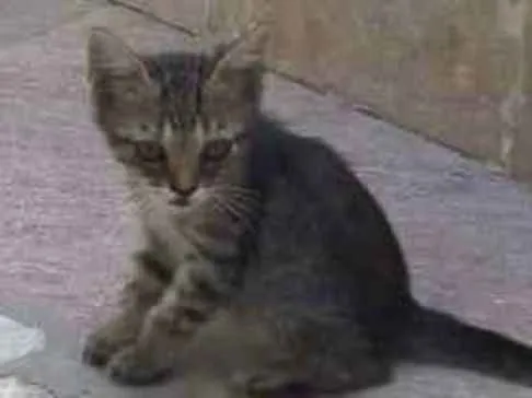 Gato ra a SRD idade 2 a 6 meses nome Bernardo e Bianca