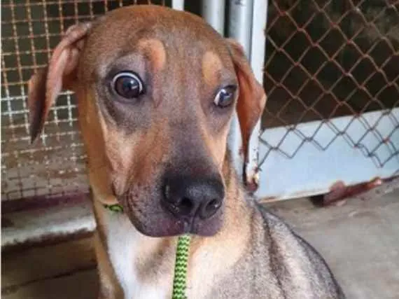 Cachorro raça Vira lata  idade 1 ano nome Neném 