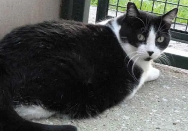 Gato raça Mestiço kurilian bobtail idade 5 anos nome Ana