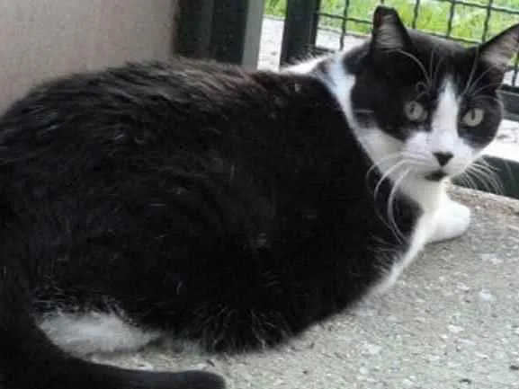 Gato raça Mestiço kurilian bobtail idade 5 anos nome Ana