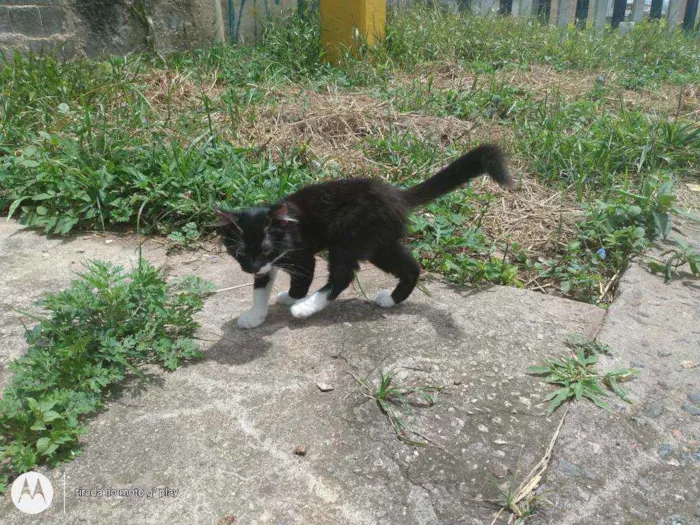 Gato ra a SRD  idade  nome Sem nome 