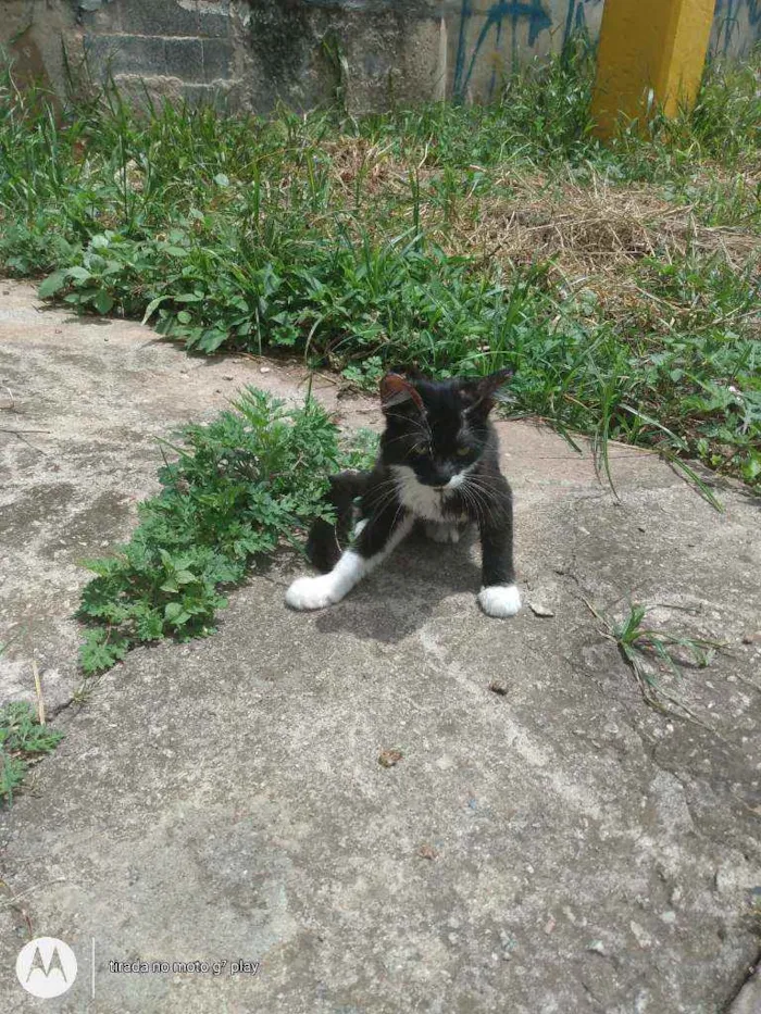 Gato ra a SRD  idade  nome Sem nome 