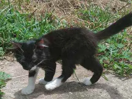 Gato ra a SRD  idade  nome Sem nome 