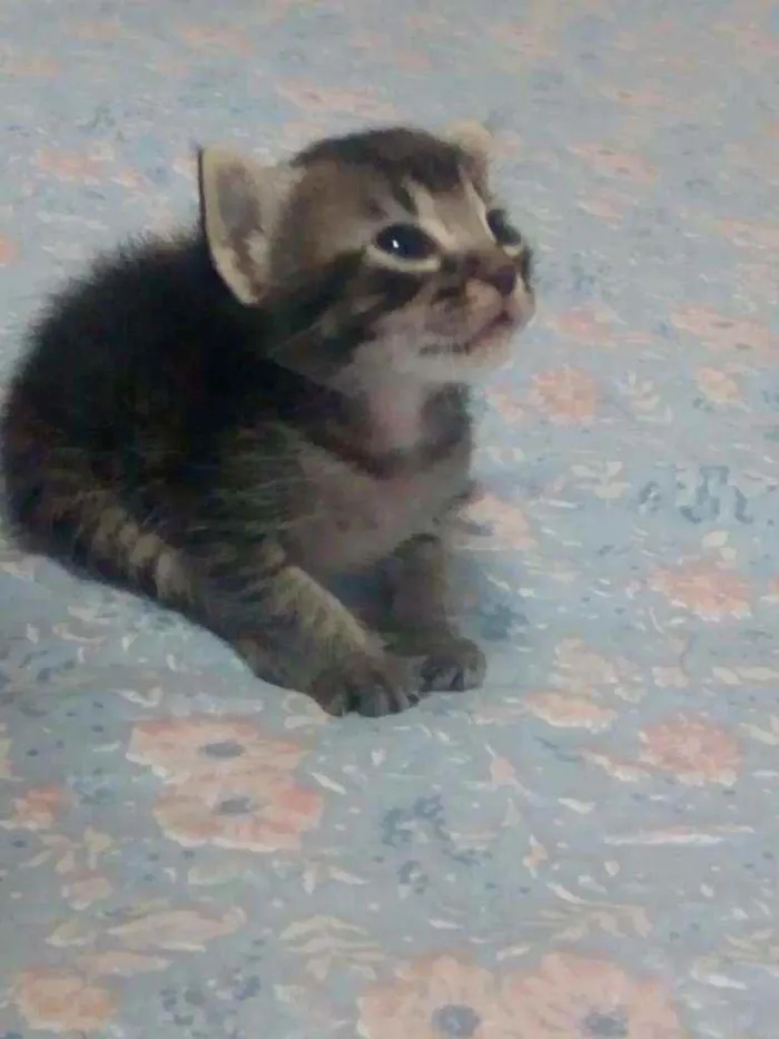 Gato ra a SRD idade Abaixo de 2 meses nome Sem nome