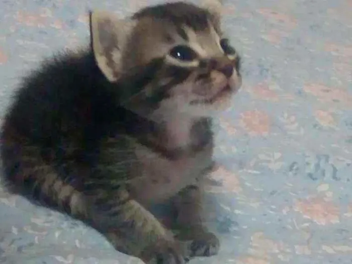 Gato ra a SRD idade Abaixo de 2 meses nome Sem nome
