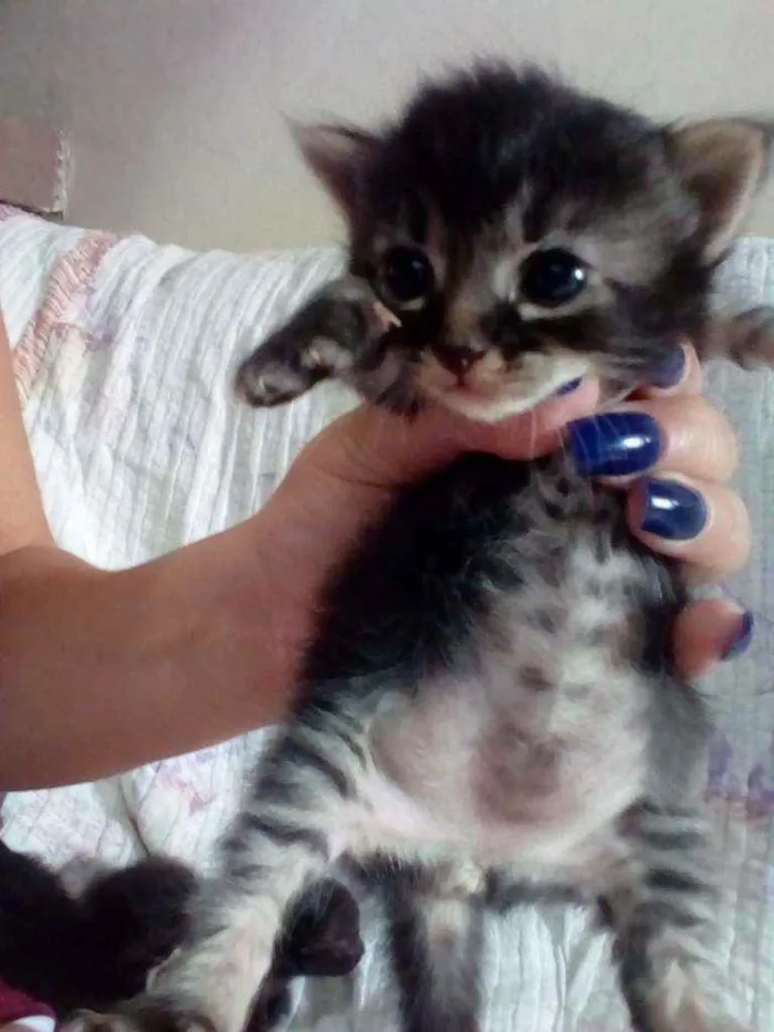 Gato ra a SRD idade Abaixo de 2 meses nome Sem nome