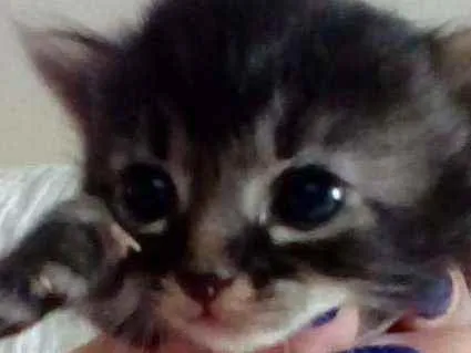 Gato ra a SRD idade Abaixo de 2 meses nome Sem nome