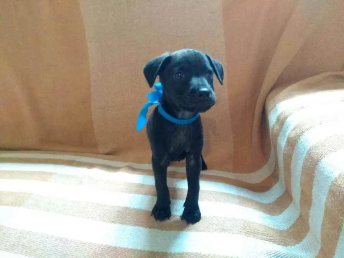 Cachorro ra a RND idade Abaixo de 2 meses nome Sem nome