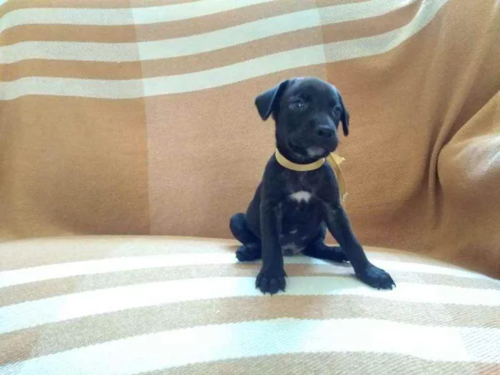 Cachorro ra a RND idade Abaixo de 2 meses nome Sem nome