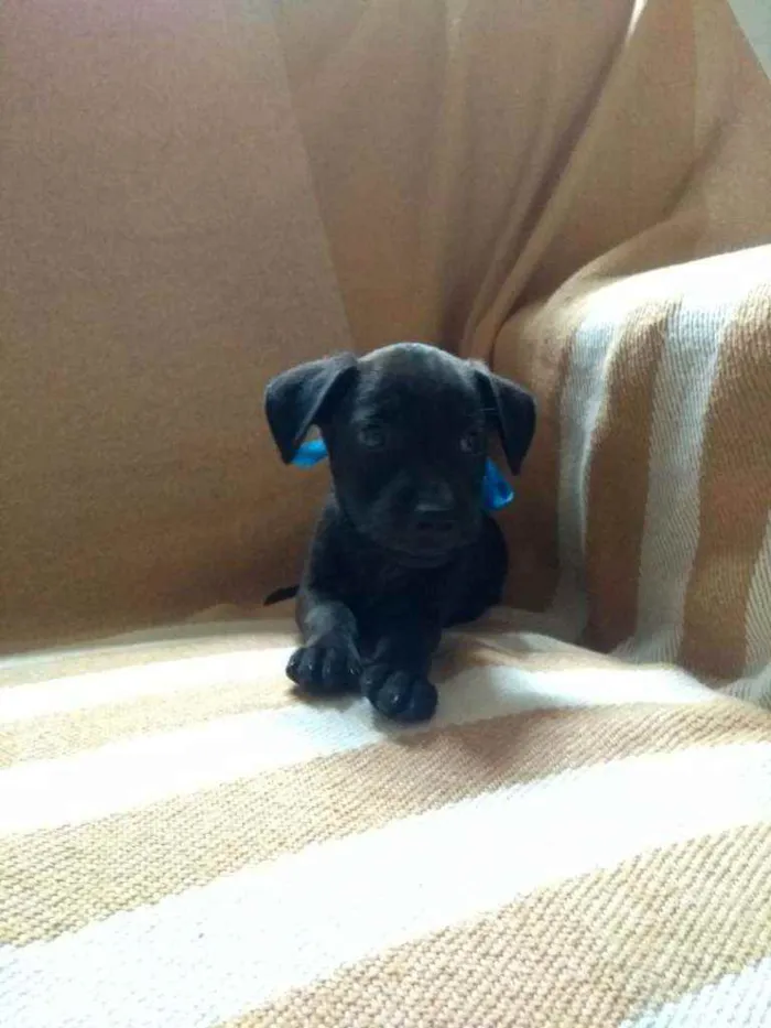 Cachorro ra a RND idade Abaixo de 2 meses nome Sem nome