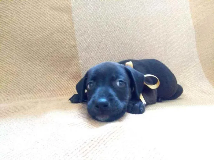 Cachorro ra a RND idade Abaixo de 2 meses nome Sem nome