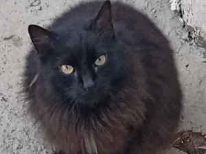 Gato raça Srd idade 4 anos nome Havi