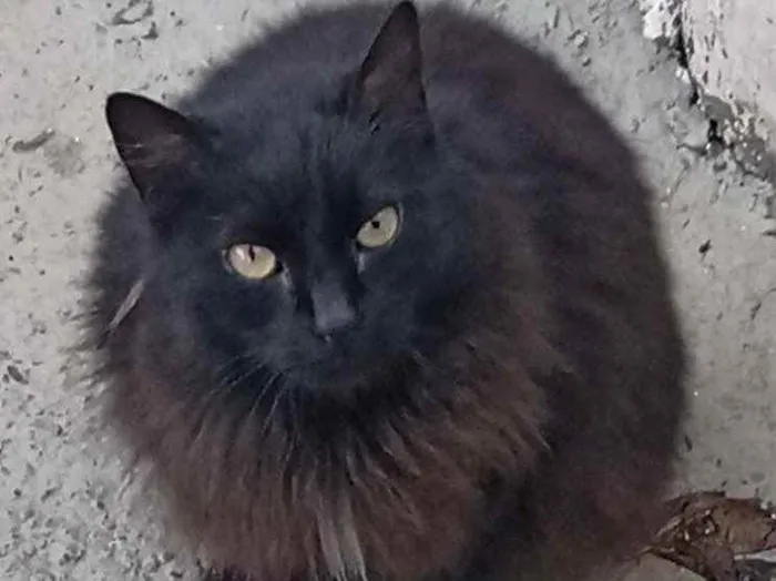 Gato raça Srd idade 4 anos nome Havi