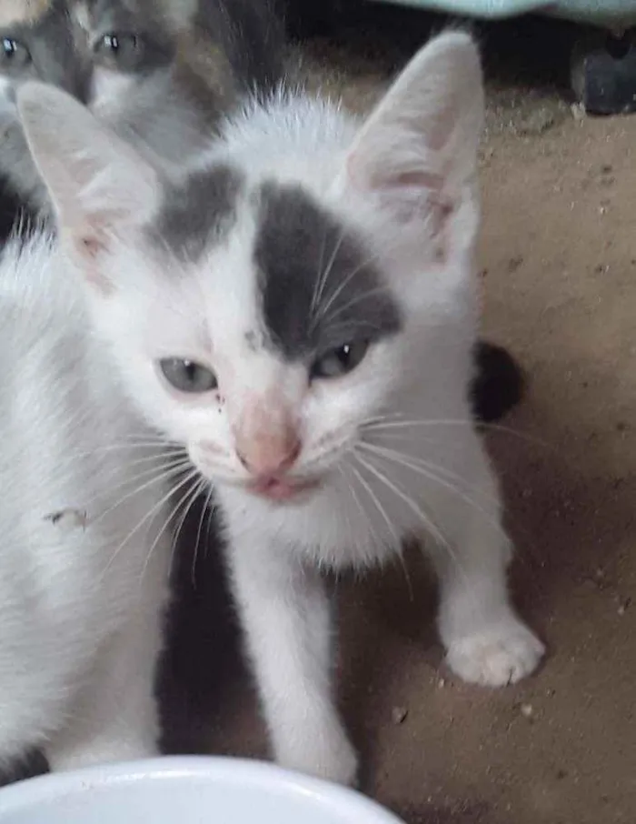 Gato ra a Srd idade Abaixo de 2 meses nome 6 gatinhos abandonad