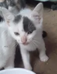 6 gatinhos abandonad