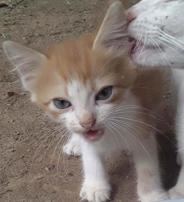 Gato ra a Srd idade Abaixo de 2 meses nome 6 gatinhos abandonad