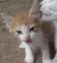 6 gatinhos abandonad