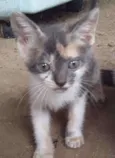 6 gatinhos abandonad