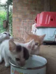 6 gatinhos abandonad