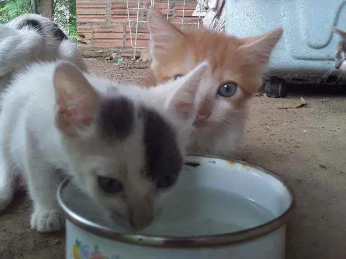 Gato ra a Srd idade Abaixo de 2 meses nome 6 gatinhos abandonad